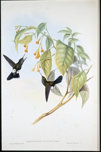 Grijze Pluimpoot (Eriocnemis Lugens) door John (after) Gould