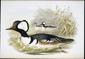 Kapmeeuw door John (after) Gould
