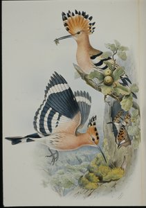 Hop (Upupa Epops)