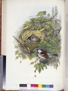 Huismus (Passer domesticus)