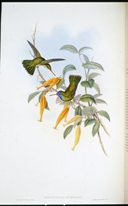 Humboldts kolibrie (Chrysuronia Humboldti) door John (after) Gould