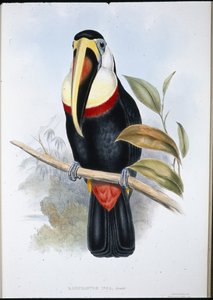 Inca Toekan door John (after) Gould