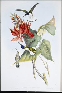 Jacobin door John (after) Gould