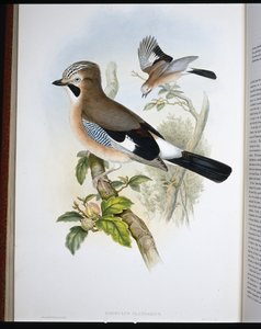 Gaai (Garrulus Glandarius)