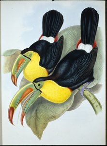 Keelsnavel toekan (Ramphastos Carinatus)