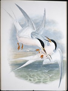 Rode wouw door John (after) Gould