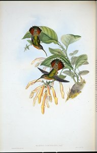 Lanceolate kluizenaar (Glaucis Lanceolata) door John (after) Gould