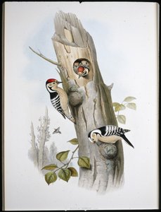 Kleine bonte specht (Picus Minor) door John (after) Gould