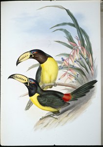 Letter Aracari door John (after) Gould