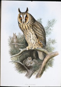 Ransuil (Otus Vulgaris) door John (after) Gould