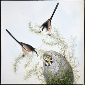 Staartmees door John (after) Gould