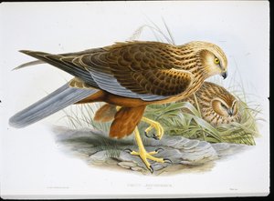 Bruine kiekendief