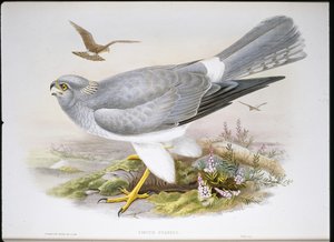 Bruine kiekendief (Circus Aeruginosus) door John (after) Gould