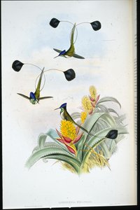 Wonderbaarlijke Kolibrie (Loddigesia Mirabilis) door John (after) Gould