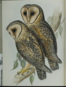 Gemaskerde kerkuil (Strix Personata)