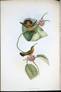 Mazeppa kluizenaar (Glaucis Mazeppa)