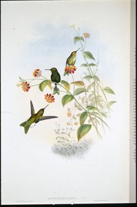Metalen pluispoot (Eriocnemis Alinae)