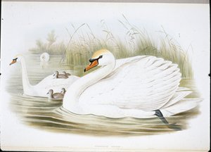 Knobbelzwaan (Cygnus Olor)