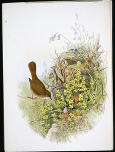 Nachtegaal door John (after) Gould