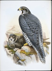 Noorse of giervalk