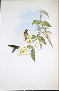 Obscure Heremiet door John (after) Gould