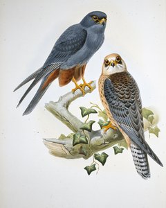 Roodpootvalk (Erythropus Vespertinus) door John (after) Gould