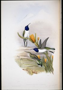 Pichinchaanse Heuvelster door John (after) Gould