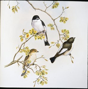 Bonte vliegenvanger (Muscicapa Atricapilla) door John (after) Gould