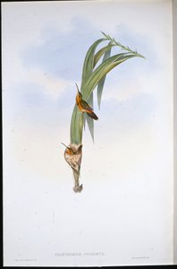 Dwerg Heremiet door John (after) Gould