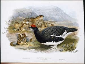 Sneeuwhoen (zomerkleed) (Lagopus Mutus) door John (after) Gould