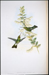 Bruinroodkeelkolibrie door John (after) Gould