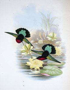 Purperborstcarib