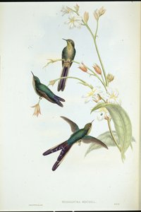 Purperstaartkomethoningvogel door John (after) Gould