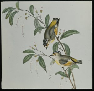 Roodgelijnde Pardalote (pardalotus rubricatus) door John (after) Gould