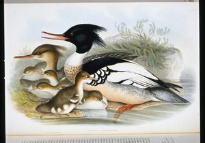 Brilduiker (Mercus Serrator) door John (after) Gould