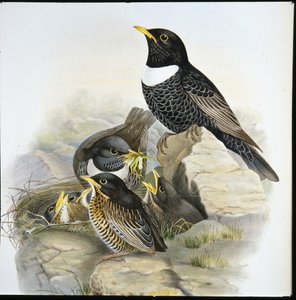 Beflijster (Mer Ulatorquata) door John (after) Gould