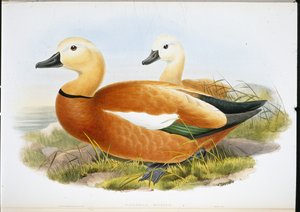 Rode casarca (Casaraca Rutila) door John (after) Gould
