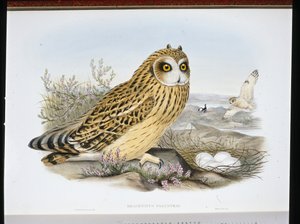 Velduil (Brachyotus Palustris)