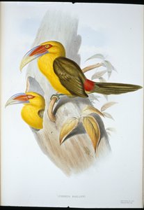 Saffraankleurige Heuveltoekan door John (after) Gould