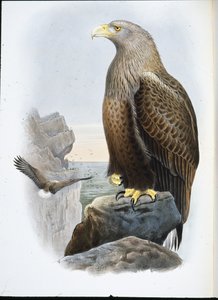 Zeearend (Haliaetus Albicilla) door John (after) Gould