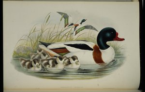 Bergeend (Tadorna Vulpanser) door John (after) Gould