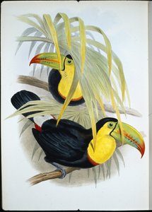 Kortgesnavelde Toekan door John (after) Gould