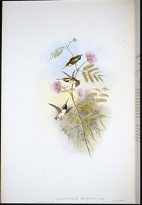 Kortstaartbosster door John (after) Gould