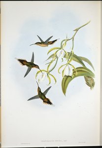 Zuidelijke Heremiet (Phaethornis Zonura) door John (after) Gould