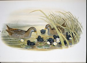 Porseleinhoen (Porzana Maruetta) door John (after) Gould