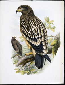 Schreeuwarend (Aquila Naevia)