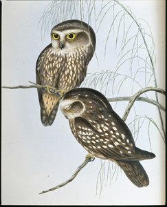 Gevlekte uil (Athene Maculata)