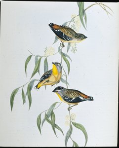 Gevlekte pardalote (Pardalotus Punctatus) door John (after) Gould