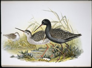 Zwarte ruiter (Totanus Fuscus) door John (after) Gould