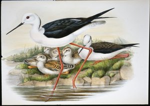 Steltkluut (Himantopus Candidus)
